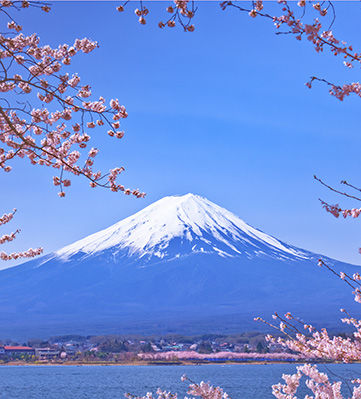 Mt. Fuji and bloomed cherry blossom.