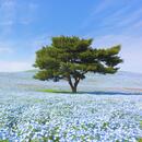 A picture of the blue nemophila fields in Hitachi Seaside Park.
