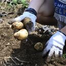 Potatoes freshly harvested from the ground