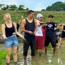 A picture of TUJ students planting rice