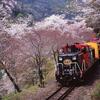 Cherry Blossoms and Trains