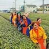 Women in kimono picking tea leaves in the tea fields