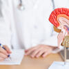 An anatomical model of a human brain on a desk, with a medical professional writing in the background