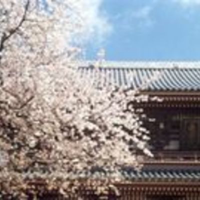 Ikegami Honmonji Temple and cherry blossoms in full bloom