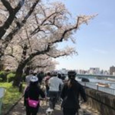 Students cycling along the river where cherry blossoms bloom