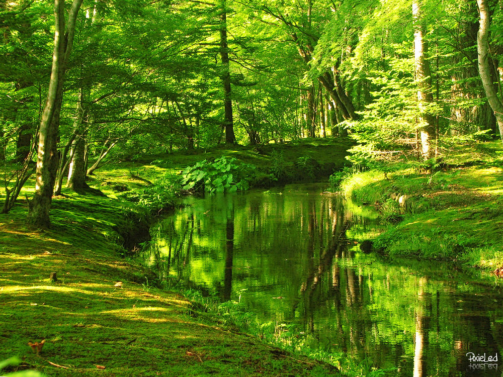 The picture shows a green scenery typical in Karuizawa