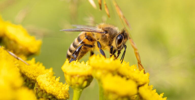 Beekeepers Club