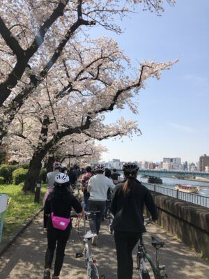 Students cycling along the river where cherry blossoms bloom